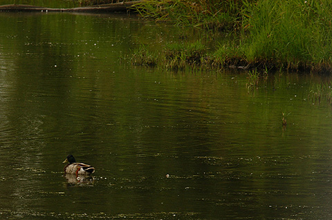 Duck in Water